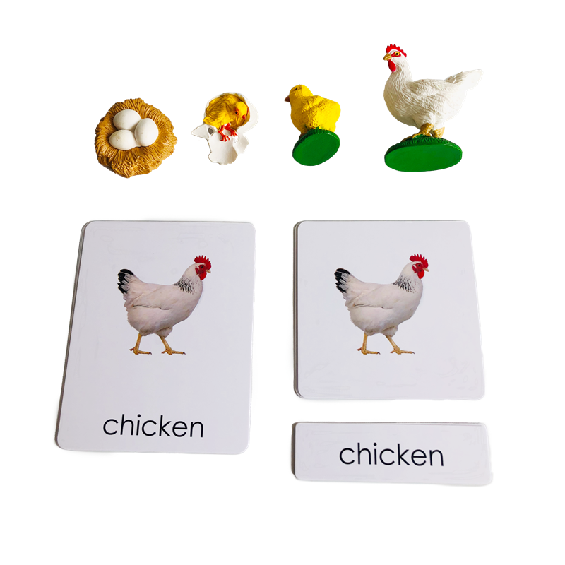 Жизненный цикл Животные Карты  – обзор и цена Kids Education Card